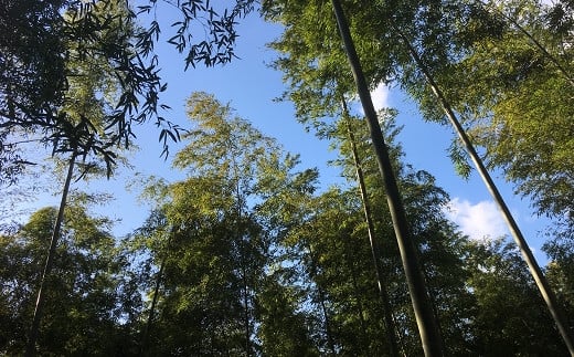 【先行予約】生産農家が作る！朝堀 水煮たけのこ 1.6kg 令和8年産 4月下旬から発送 無添加 熊本県 南関町産 若手 農家 惣菜 筍 和食