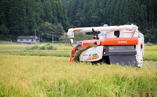 縲蝉サ、蜥7蟷エ逕」縲大、ァ陋縺ョ迸ウ 逋ス邀ウ 4kg 邊セ邀ウ 辭頑悽逵 蜊鈴未逕コ逕」 蜊倅ク蜴滓侭邀ウ 繧ウ繧キ繝偵き繝ェ 逕」蝨ー逶エ騾 繧ウ繝。 縺顔アウ 縺斐ッ繧