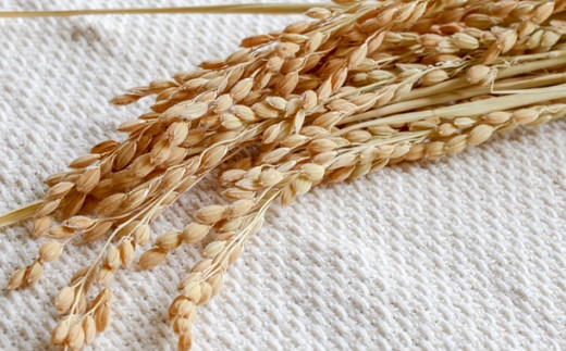 【マイスターのいるお店】お米屋さんの作った米粉 250g×12 100％ コメ こめ うるち 国産 パン スイーツ 洋菓子 和菓子 菓子 ケーキ グルテンフリー