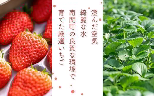 【先行予約】農家直送 南関町産いちご(ゆうべに) 計1㎏ 4パック 家庭用 1月上旬～3月末 順次発送　Sから3Lまで混在