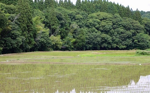 縲蝉サ、蜥7蟷エ逕」縲大、ァ陋縺ョ迸ウ 逋ス邀ウ 4kg 邊セ邀ウ 辭頑悽逵 蜊鈴未逕コ逕」 蜊倅ク蜴滓侭邀ウ 繧ウ繧キ繝偵き繝ェ 逕」蝨ー逶エ騾 繧ウ繝。 縺顔アウ 縺斐ッ繧