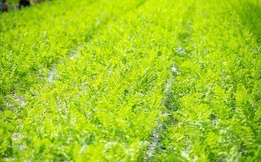 【予約受付】農薬・化学肥料不使用 《自然のまま》にんじん 5kg 2026年1月から配送