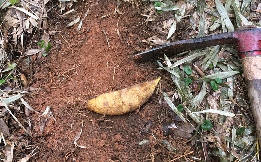 【先行受付】たけのこ畑で育てた赤土たけのこ 4kg予約 3月下旬発送 熊本県 南関町産 春 筍