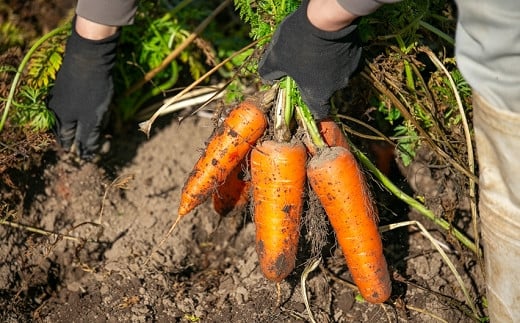 【予約受付】農薬・化学肥料不使用 《自然のまま》にんじん 5kg 2026年1月から配送