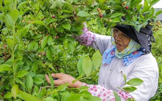 完熟 冷凍ブルーベリー　加工用途におすすめ1.5kg 南関町産