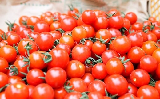 【定期便 3ヶ月】｢畑の天使｣定期便(年3回)《野菜のみ》おまかせ 詰め合わせ 旬 野菜セット 新鮮 こだわり 朝採れ 採れたて フレッシュ サラダ 料理 人気 おすすめ 産地直送 熊本県 南関町