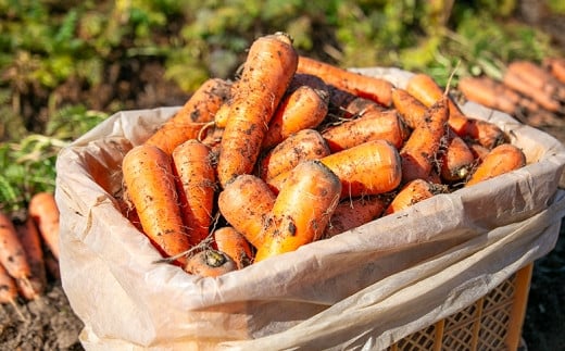 【予約受付】農薬・化学肥料不使用 《自然のまま》にんじん 5kg 2026年1月から配送