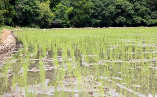 縲蝉サ、蜥7蟷エ逕」縲大、ァ陋縺ョ迸ウ 逋ス邀ウ 4kg 邊セ邀ウ 辭頑悽逵 蜊鈴未逕コ逕」 蜊倅ク蜴滓侭邀ウ 繧ウ繧キ繝偵き繝ェ 逕」蝨ー逶エ騾 繧ウ繝。 縺顔アウ 縺斐ッ繧