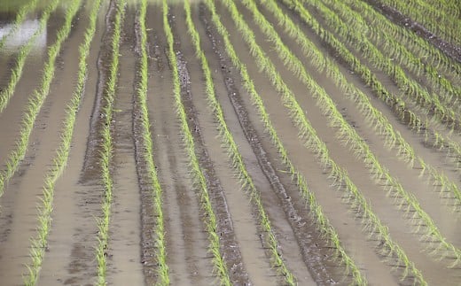 【令和7年産】難関突破米 白米 2kg×3 精米 熊本県 南関町産 単一原料米 ヒノヒカリ 産地直送 コメ お米 祈願米