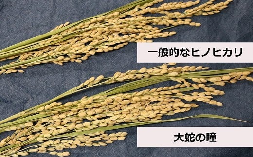 縲蝉サ、蜥7蟷エ逕」縲大、ァ陋縺ョ迸ウ 逋ス邀ウ 4kg 邊セ邀ウ 辭頑悽逵 蜊鈴未逕コ逕」 蜊倅ク蜴滓侭邀ウ 繧ウ繧キ繝偵き繝ェ 逕」蝨ー逶エ騾 繧ウ繝。 縺顔アウ 縺斐ッ繧