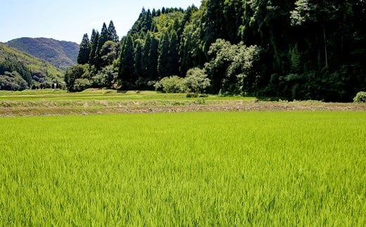 【令和7年産】難関突破米 白米 2kg×3 精米 熊本県 南関町産 単一原料米 ヒノヒカリ 産地直送 コメ お米 祈願米