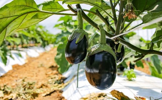 【定期便 6ヶ月】｢畑の天使｣定期便(年6回)《野菜のみ》おまかせ 詰め合わせ 旬 野菜セット 新鮮 こだわり 朝採れ 採れたて フレッシュ サラダ 料理 人気 おすすめ 産地直送 熊本県 南関町