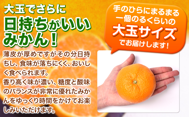 ご家庭用 熊本 大粒みかん 約5kg (3L～5Lサイズ)大玉 みかん 先行予約 熊本 ちょっと 訳あり 傷 たっぷり 熊本県産 熊本県 期間限定 フルーツ 旬 柑橘 長洲町 大粒みかん《2025年1月中旬-2月末頃より出荷予定》