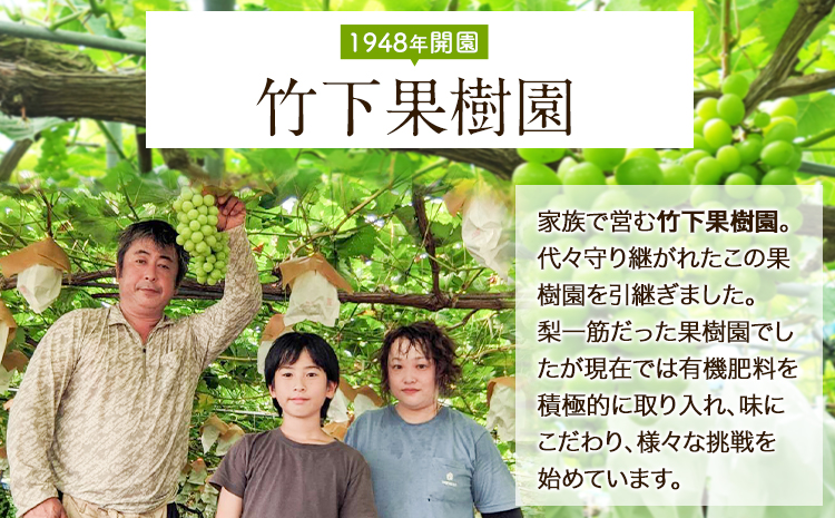 贈答用 シャインマスカット約1.5kg 竹下果樹園《8月中旬-9月上旬頃出荷》熊本県長洲町産 フルーツ ぶどう