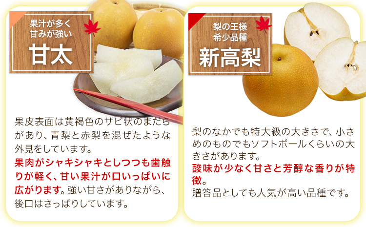 【2026年先行予約 】くまもと梨 梨 秋 旬 なし 幸水 豊水 先行 果物 くだもの フルーツ ナシ 梨 先行予約 送料無料 あきづき 甘太 新高 新興 約3.5kg 5玉〜15玉前後 熊本県産【着日指定不可】《2026年8月下旬‐11月中旬頃出荷》旬 果物 お取り寄せ