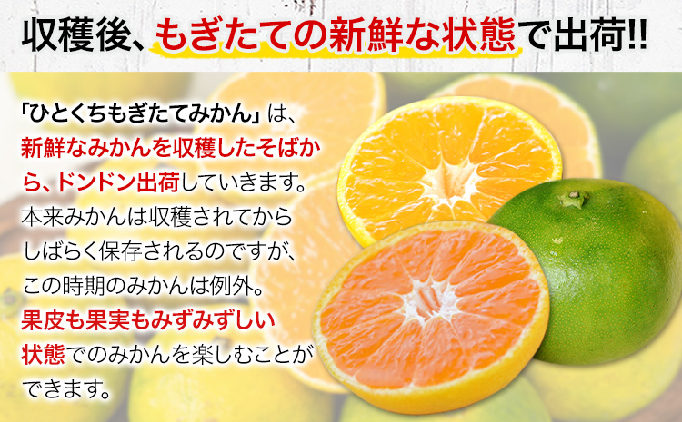 訳あり みかん 小玉みかん くまもと小玉みかん 10kg (10kg×1箱)  3ヶ月定期便 秋 旬 不揃い 傷 ご家庭用 SDGs 小玉 たっぷり 熊本県 産 S-3Sサイズ フルーツ 旬 柑橘 長洲町 温州みかん《9月頃出荷》