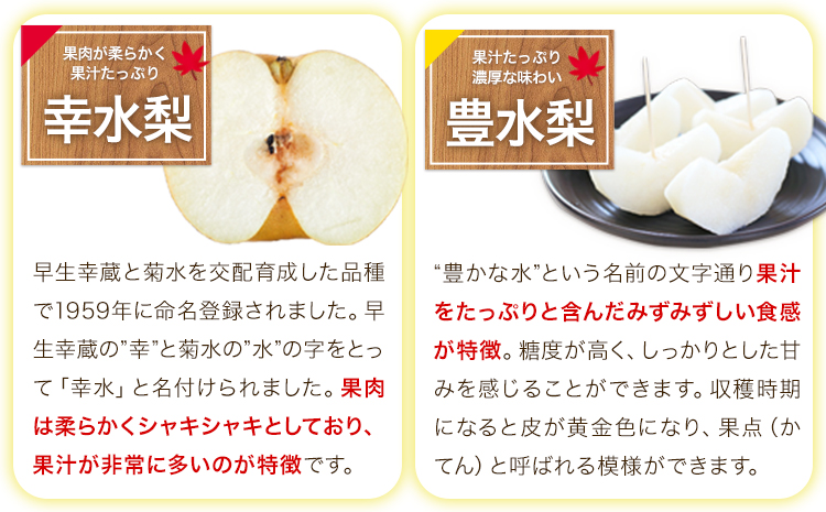 ＜2026年先行予約＞ 梨 くまもと梨 秋 旬 なし 幸水 豊水 先行 果物 くだもの フルーツ 送料無料 あきづき 甘太 新高 新興 約4.5～5kg(8玉～22玉前後) 熊本県産【着日指定不可】《8月下旬-11月中旬頃出荷》旬 果物 お取り寄せ ナシ