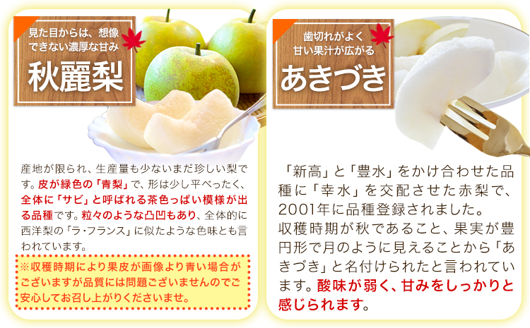 【2026年先行予約 】くまもと梨 梨 秋 旬 なし 幸水 豊水 先行 果物 くだもの フルーツ ナシ 梨 先行予約 送料無料 あきづき 甘太 新高 新興 約3.5kg 5玉〜15玉前後 熊本県産【着日指定不可】《2026年8月下旬‐11月中旬頃出荷》旬 果物 お取り寄せ