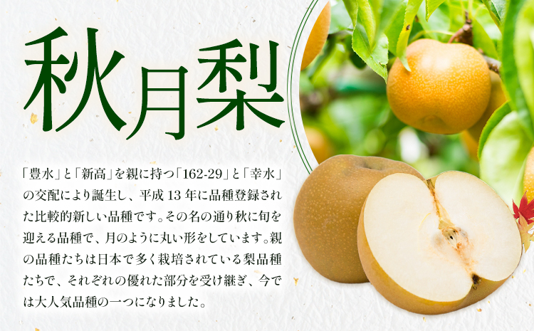 梨 秀品 秋月梨 約1.8kg（4〜7玉） あきづき 日本フルーツ《9月上旬-9月末頃出荷》熊本県 長洲町 なし 梨 果物 フルーツ デザート ギフト ご贈答