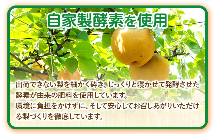 梨 完熟梨 ( あきづき 新高梨 新興梨 のいずれか) 約 5kg (8〜18玉) フルーツ 果物 旬 大渕観光梨園 熊本県長洲町産 《9月上旬-12月中旬頃出荷》フルーツ 梨 なし