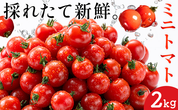 ミニトマト とれたてミニトマト 2kg トマト 野菜 サラダ ダイエット おやつ パスタ マリネ 有機肥料 ミニトマト宮本《1月中旬-6月中旬頃出荷》 熊本県 長洲町 送料無料 トマト とまと 野菜 国産 熊本県産