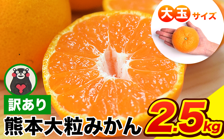 ご家庭用 熊本 大粒みかん 約2.5kg (3L～5Lサイズ)大玉 みかん 先行予約 熊本 ちょっと 訳あり 傷 たっぷり 熊本県産 熊本県 期間限定 フルーツ 旬 柑橘 長洲町 大粒みかん《2025年1月中旬-2月末頃より出荷予定》