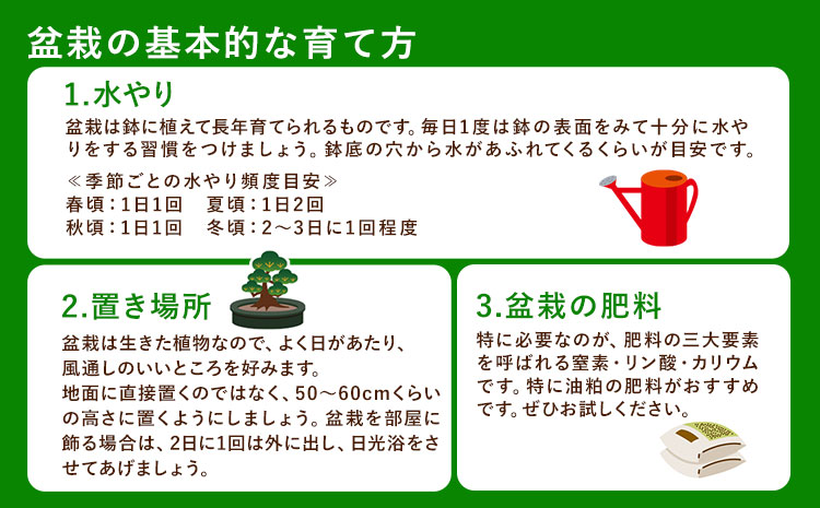 樹心園 五葉松 盆栽《30日以内に出荷予定(土日祝除く)》ごようまつ 盆栽作家 徳永功