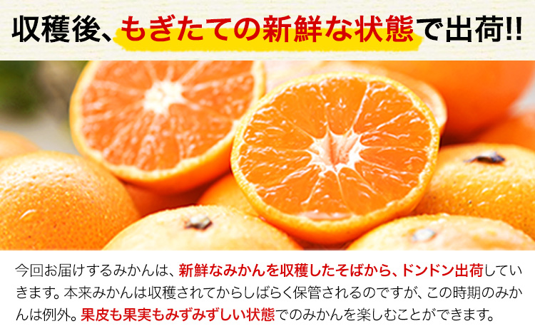 訳あり みかん 小玉みかん くまもと小玉みかん 2.5kg (2.5kg×1箱) 秋 旬 不揃い 傷 ご家庭用 SDGs 小玉 たっぷり 熊本県 産 S-3Sサイズ フルーツ 旬 柑橘 長洲町 温州みかん《11月中旬-12月上旬頃出荷》