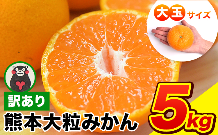 ご家庭用 熊本 大粒みかん 約5kg (3L～5Lサイズ)大玉 みかん 先行予約 熊本 ちょっと 訳あり 傷 たっぷり 熊本県産 熊本県 期間限定 フルーツ 旬 柑橘 長洲町 大粒みかん《2025年1月中旬-2月末頃より出荷予定》