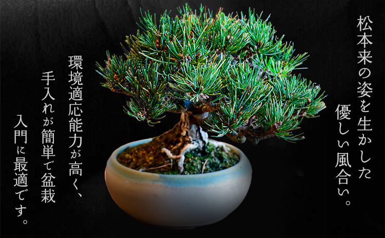 樹心園 五葉松 盆栽《30日以内に出荷予定(土日祝除く)》ごようまつ 盆栽作家 徳永功