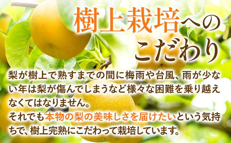 梨 完熟梨 ( あきづき 新高梨 新興梨 のいずれか) 約 5kg (8〜18玉) フルーツ 果物 旬 大渕観光梨園 熊本県長洲町産 《9月上旬-12月中旬頃出荷》フルーツ 梨 なし