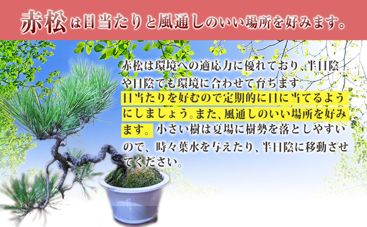 樹心園 赤松 盆栽《30日以内に順次出荷(土日祝除く)》あかまつ 盆栽