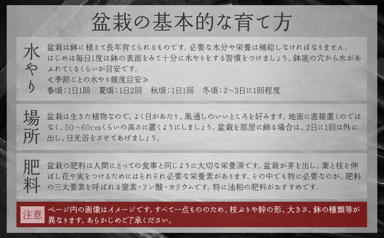 樹心園 五葉松 盆栽《30日以内に出荷予定(土日祝除く)》ごようまつ 盆栽作家 徳永功