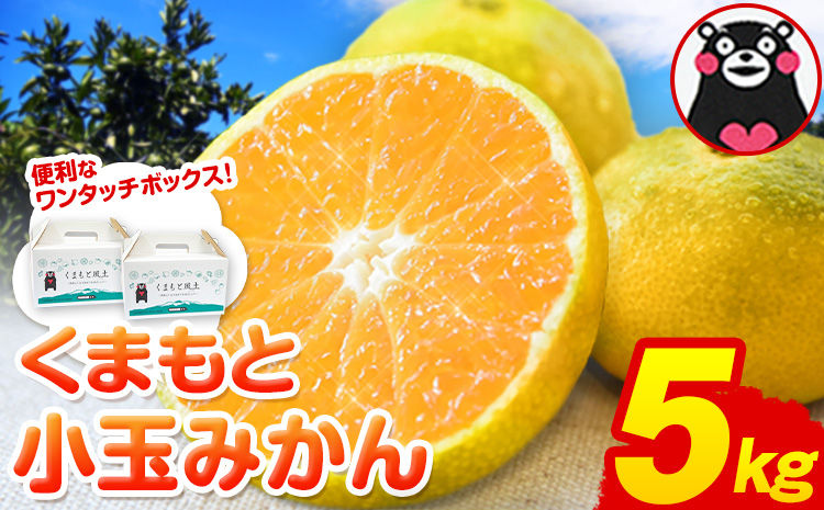 訳あり みかん くまもと小玉みかん 約 5kg (2.5kg×2箱)  蜜柑 柑橘 《10月下旬-11月中旬頃出荷》 ご家庭用 小玉 たっぷり 熊本県産 S-3Sサイズ 期間限定 フルーツ 5000 g 旬 柑橘 長洲町