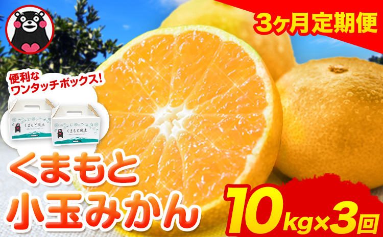 訳あり みかん 小玉みかん くまもと小玉みかん 10kg (10kg×1箱)  3ヶ月定期便 秋 旬 不揃い 傷 ご家庭用 SDGs 小玉 たっぷり 熊本県 産 S-3Sサイズ フルーツ 旬 柑橘 長洲町 温州みかん《9月頃出荷》