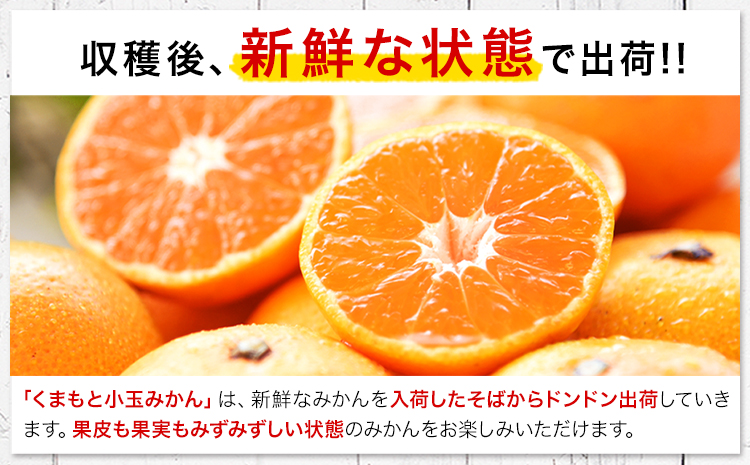 【2ヶ月定期便】訳あり みかん 小玉みかん くまもと小玉みかん 5kg (2.5kg×2箱)  秋 旬 不揃い 傷 ご家庭用 SDGs 小玉 たっぷり 熊本県 産 S-3Sサイズ フルーツ 旬 柑橘 長洲町 温州みかん《10月・11月出荷》