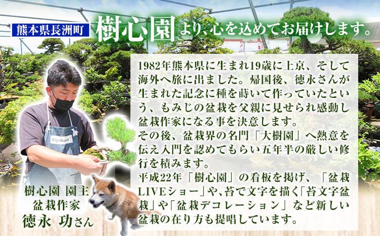 樹心園 五葉松 盆栽《30日以内に出荷予定(土日祝除く)》ごようまつ 盆栽作家 徳永功