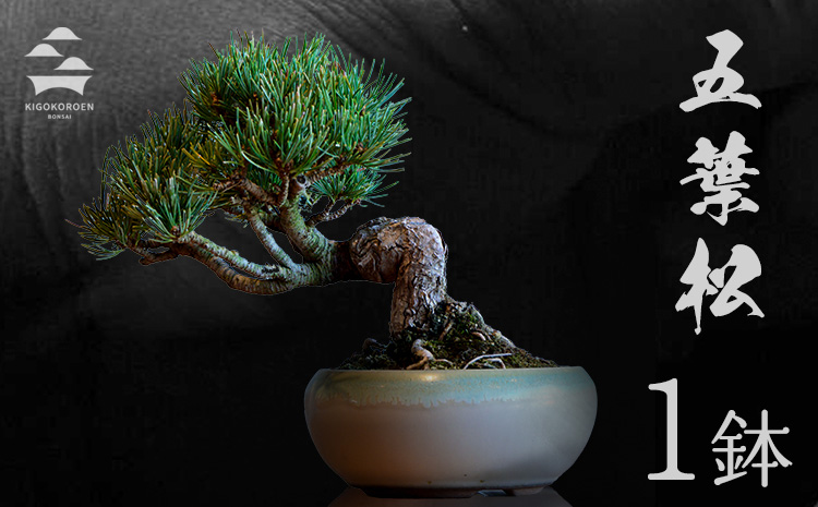 樹心園 五葉松 盆栽《30日以内に出荷予定(土日祝除く)》ごようまつ 盆栽作家 徳永功