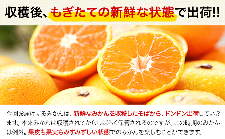 訳あり みかん 小玉みかん くまもと小玉みかん 2.5kg (2.5kg×1箱) 秋 旬 不揃い 傷 ご家庭用 SDGs 小玉 たっぷり 熊本県 産 S-3Sサイズ フルーツ 旬 柑橘 長洲町 温州みかん《10月下旬-11月中旬頃出荷》