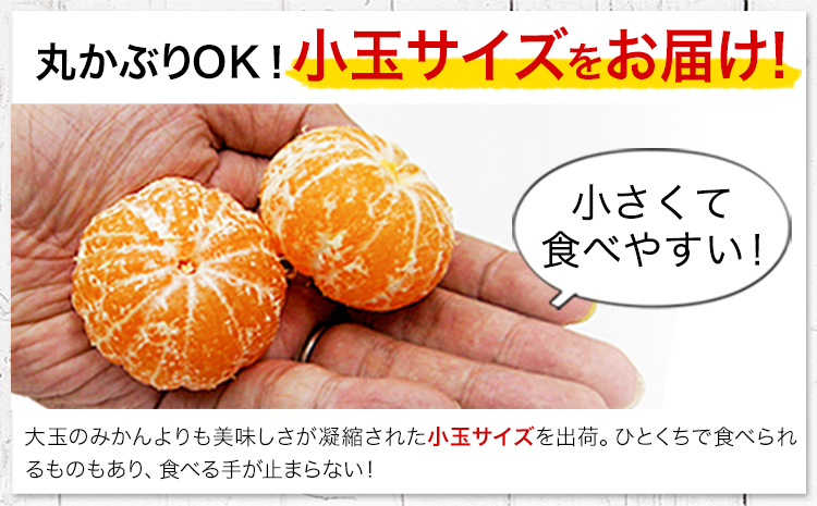 【2ヶ月定期便】訳あり みかん 小玉みかん くまもと小玉みかん 10kg (10kg×1箱)   秋 旬 不揃い 傷 ご家庭用 SDGs 小玉 たっぷり 熊本県 産 S-3Sサイズ フルーツ 旬 柑橘 長洲町 温州みかん《10月-11月出荷》