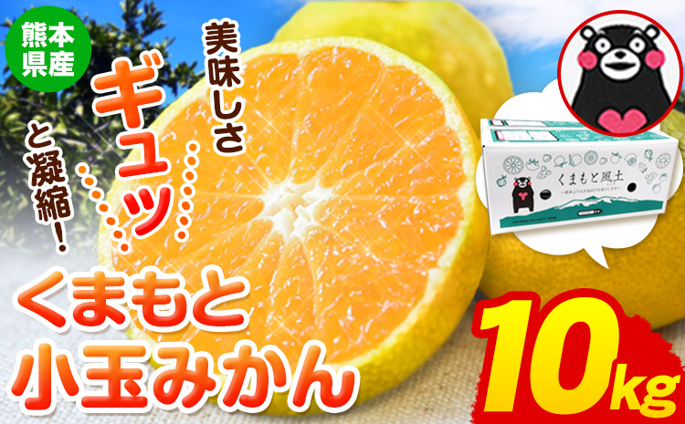 訳あり みかん くまもと小玉みかん 約 10kg (10kg×1箱) 蜜柑 不揃い 傷 ご家庭用 SDGs 小玉 たっぷり 熊本県 産 S-3Sサイズ フルーツ 旬 柑橘 長洲町 温州みかん《11月中旬-12月上旬頃出荷》