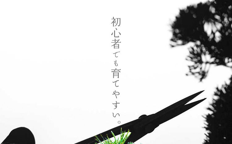 樹心園 五葉松 盆栽《30日以内に出荷予定(土日祝除く)》ごようまつ 盆栽作家 徳永功