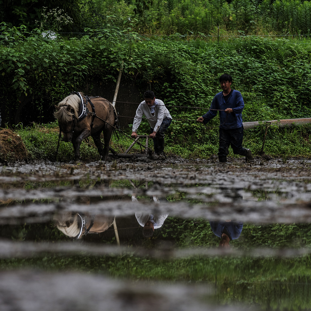 穂増 5kg | 熊本県 和水町 くまもと なごみまち なごみ 米 お酒 酒 あか酒 地酒 花の香酒造