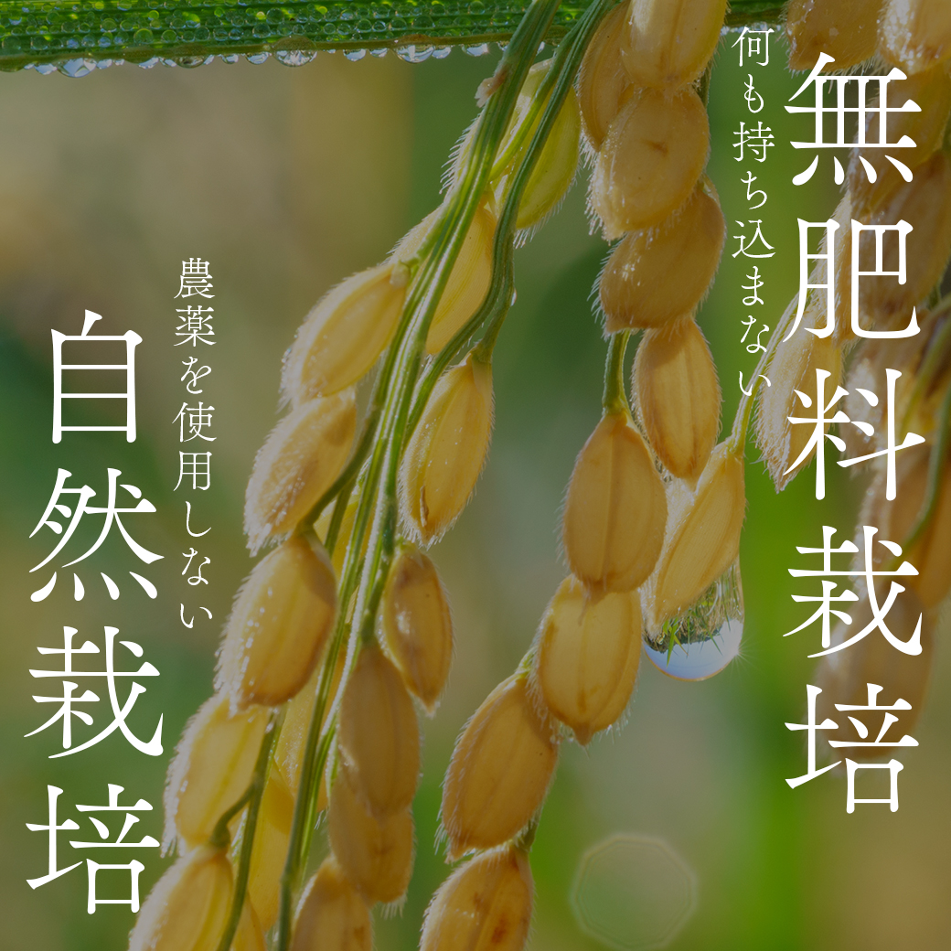 穂増 5kg × 赤酒 720ml | 熊本県 和水町 くまもと なごみまち なごみ 白米 お米 米 お酒 酒 あか酒 地酒 花の香酒造