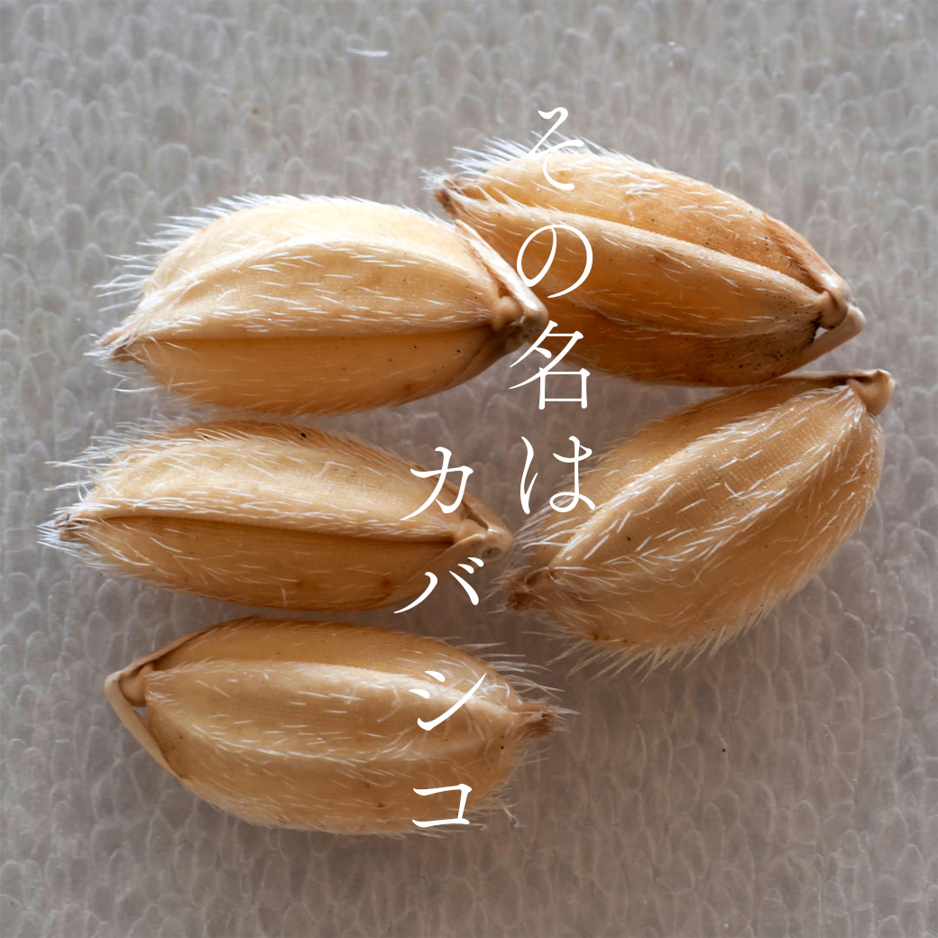 香子 5kg | 熊本県 和水町 くまもと なごみまち なごみ 米 お酒 酒 あか酒 地酒 花の香酒造