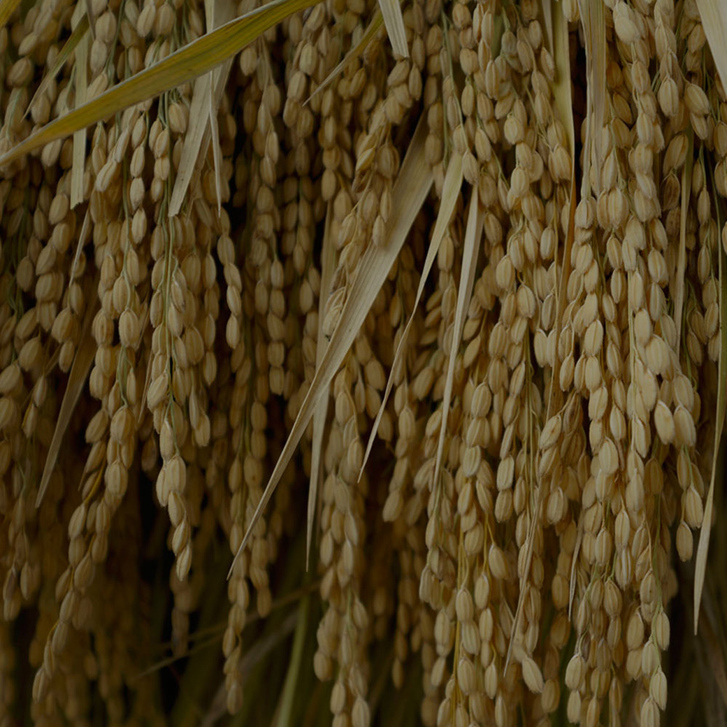 穂増 5kg | 熊本県 和水町 くまもと なごみまち なごみ 米 お酒 酒 あか酒 地酒 花の香酒造