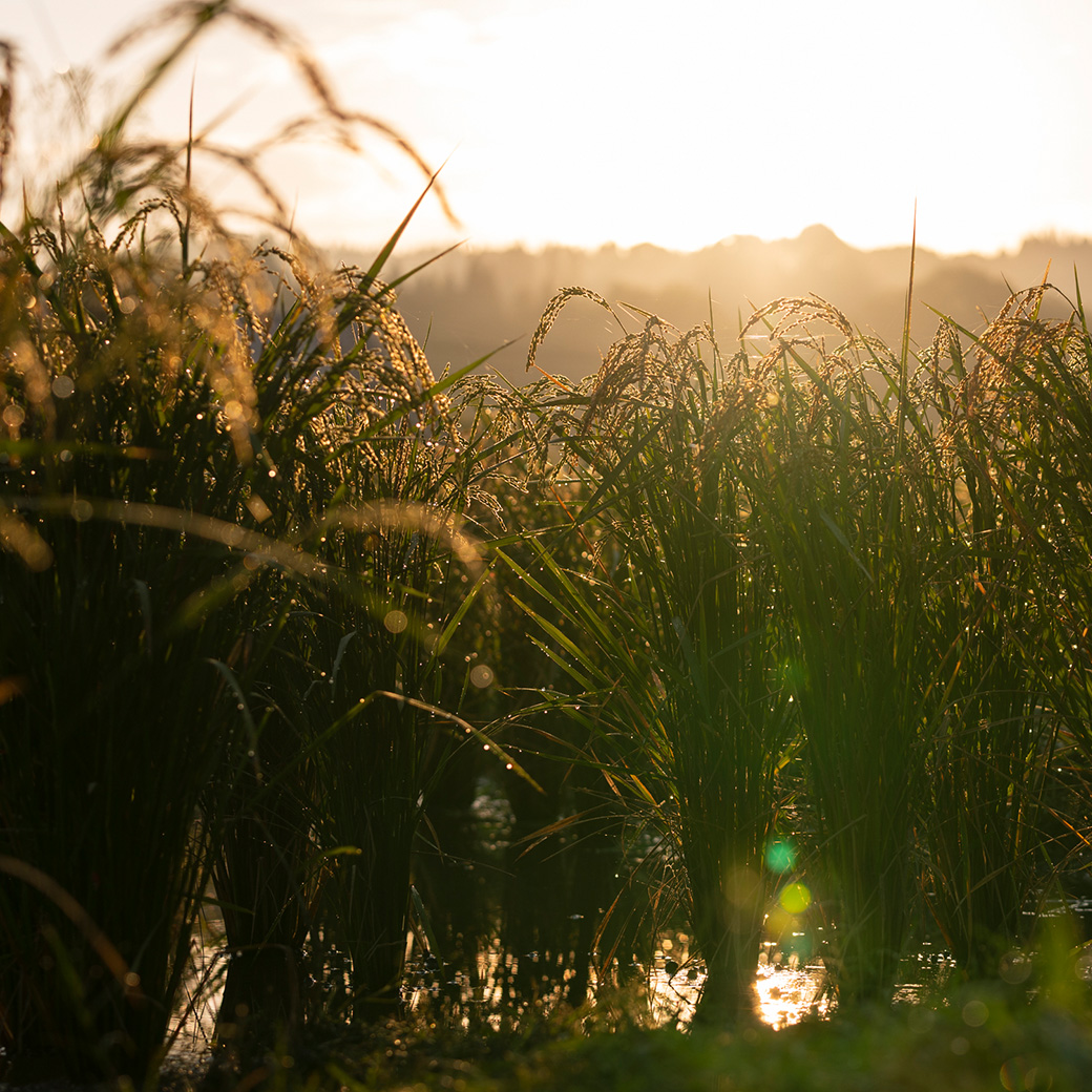 穂増 5kg × 赤酒 720ml | 熊本県 和水町 くまもと なごみまち なごみ 白米 お米 米 お酒 酒 あか酒 地酒 花の香酒造