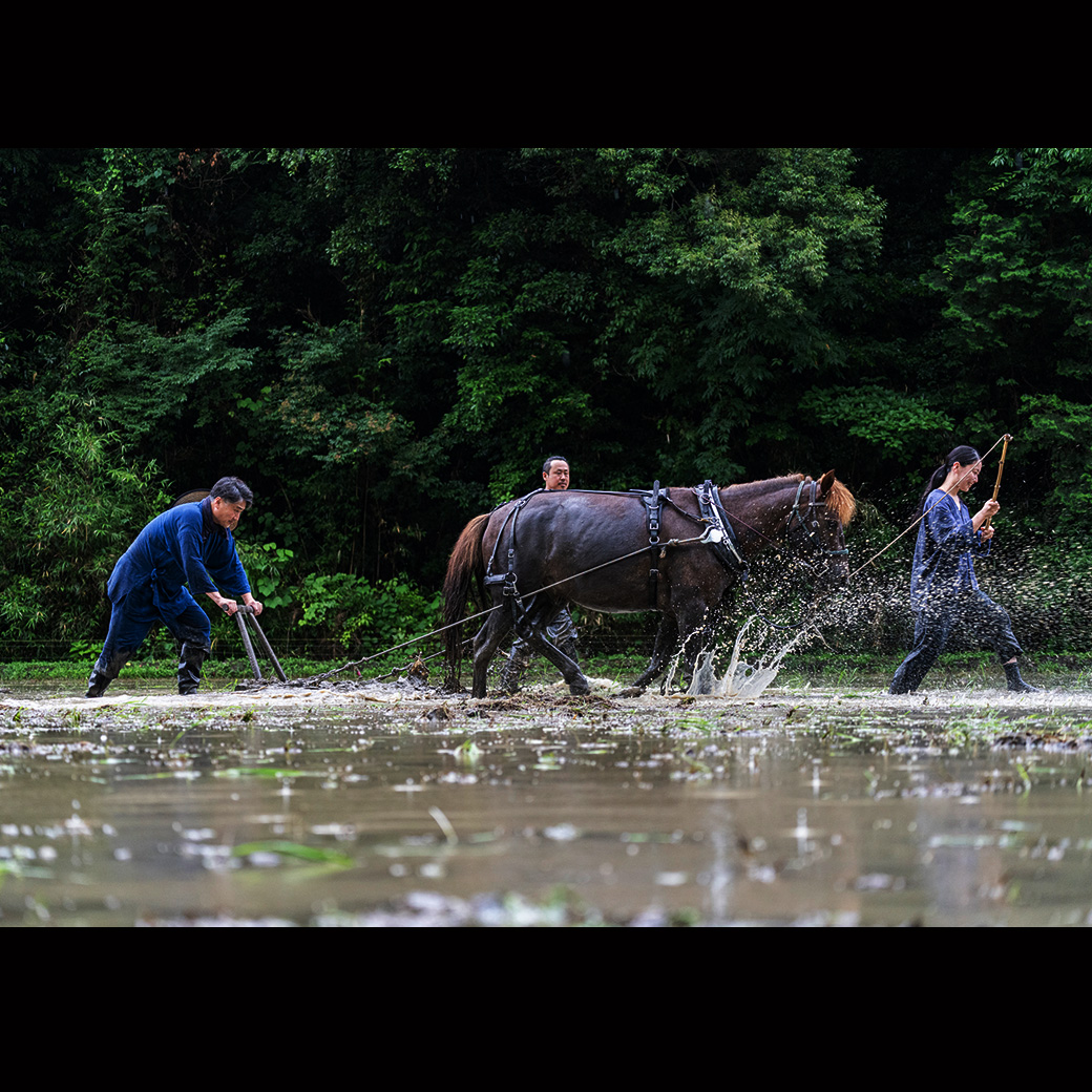 香子 5kg | 熊本県 和水町 くまもと なごみまち なごみ 米 お酒 酒 あか酒 地酒 花の香酒造