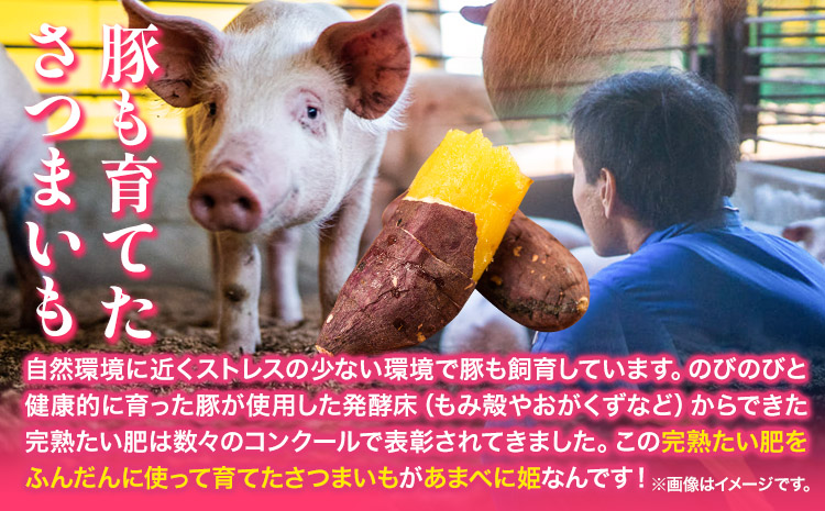 熊本県 大津町産 あまべに姫 (紅はるか) 約5kg ガブレス《12月上旬-3月末頃出荷》さつまいも 芋 紫芋 高糖度