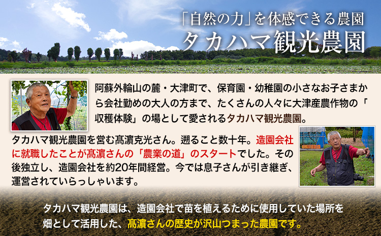 熊本県 大津町産 タカハマ観光農園 の 紅はるか 約3kg 大中小ミックス《2026年1月上旬-6月末頃出荷》 さつまいも 芋 スイートポテト 干し芋にも